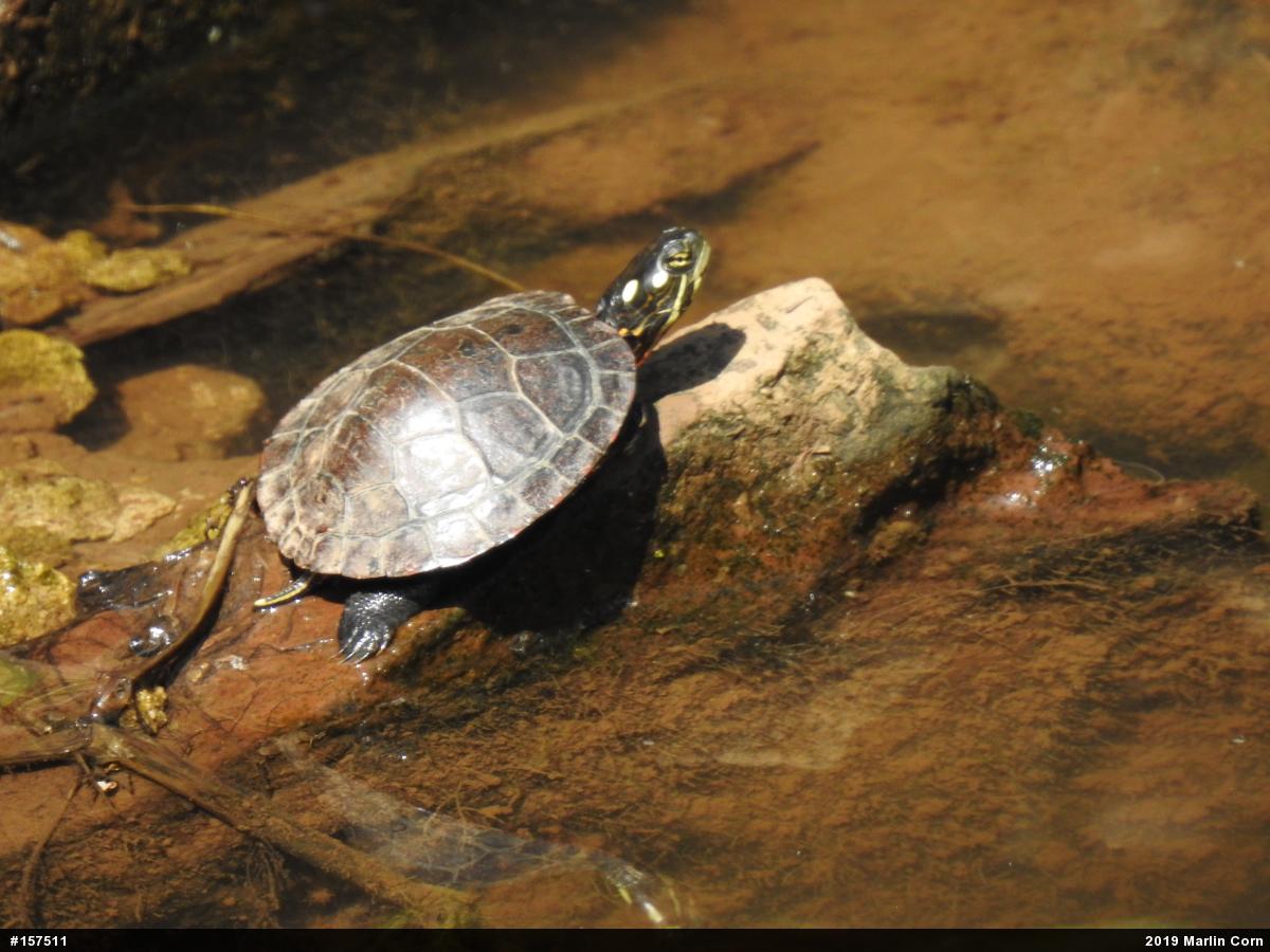 Eastern Painted Turtle