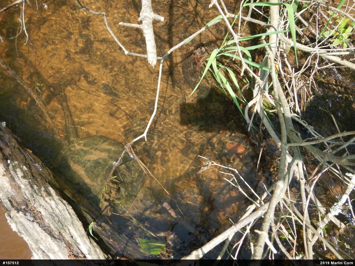 Snapping Turtle