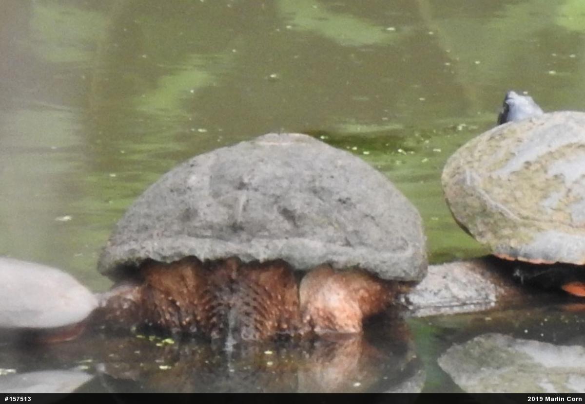 Snapping Turtle