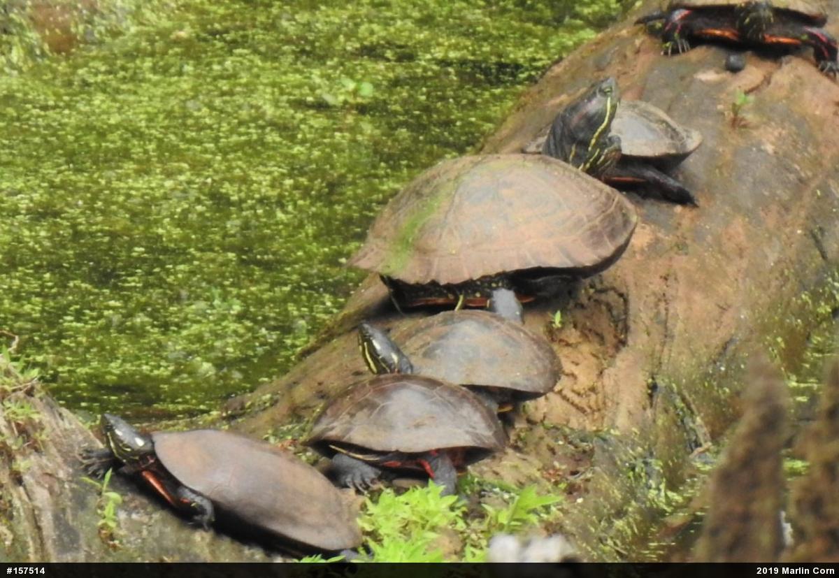Painted Turtle