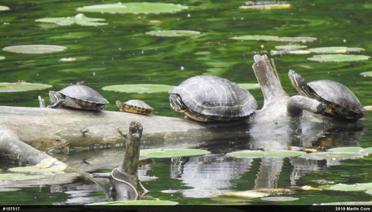 Red-eared Slider