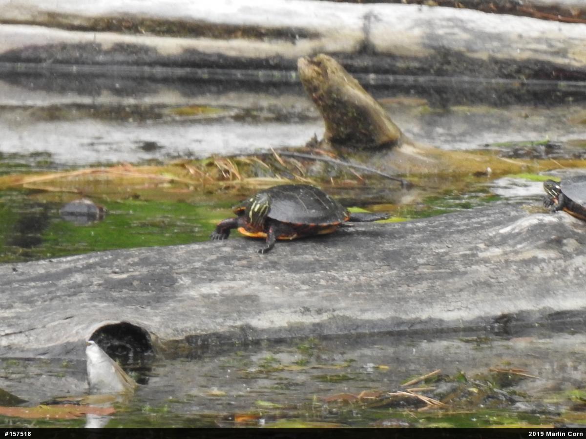 Painted Turtle