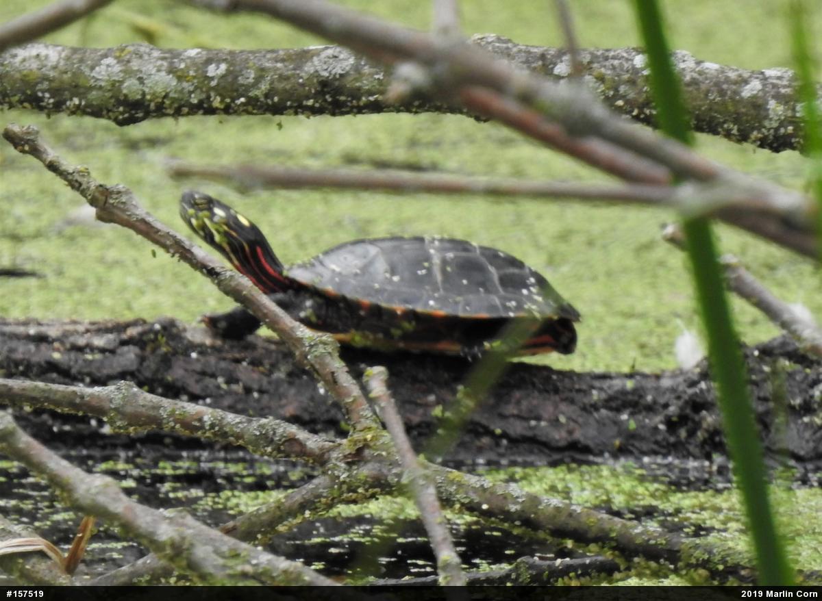 Eastern Painted Turtle