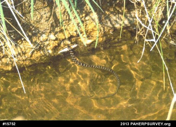 Northern Watersnake