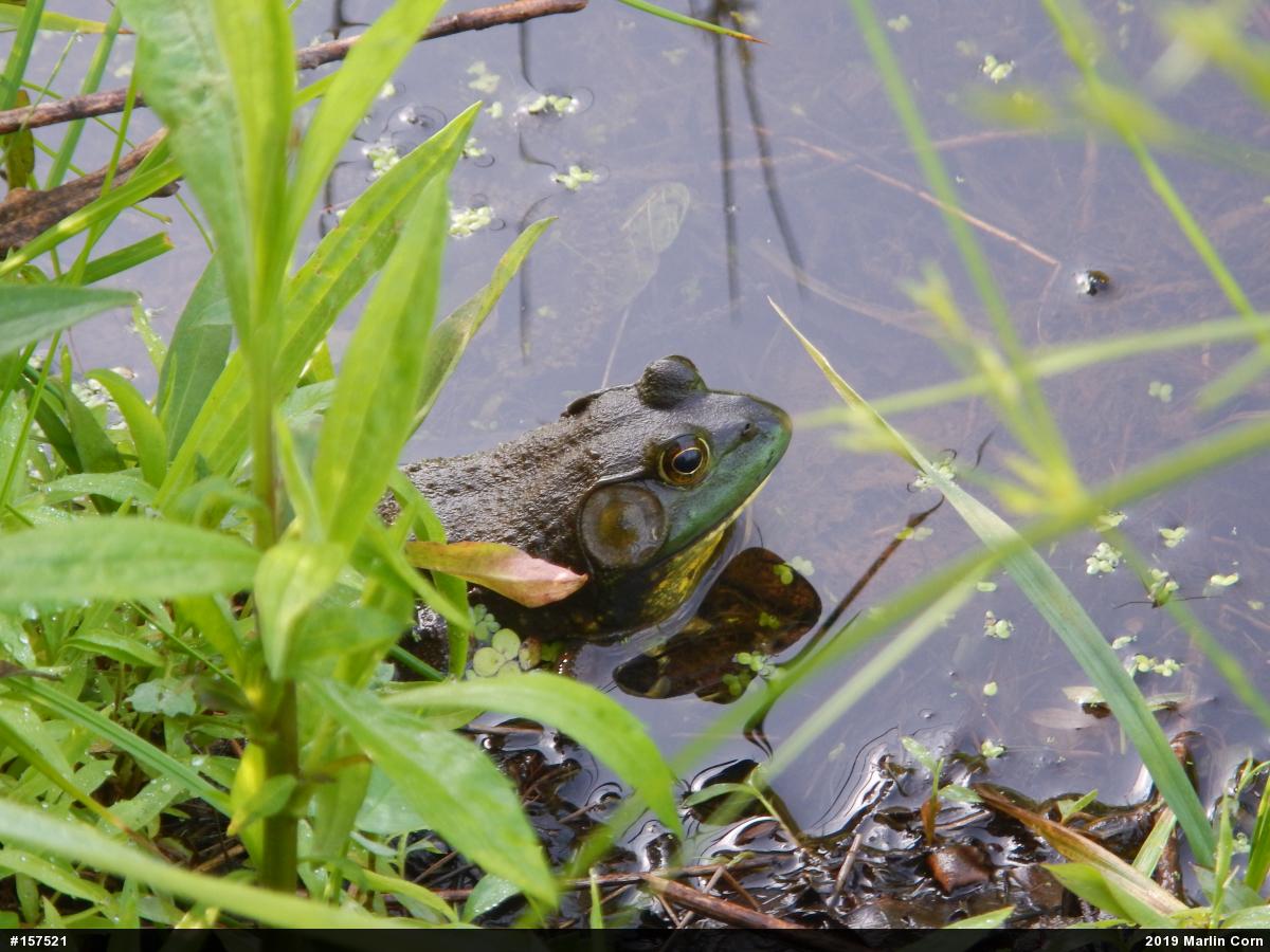 American Bullfrog