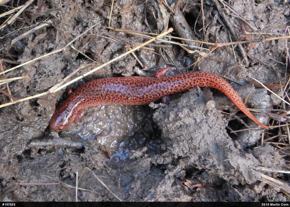Northern Red Salamander