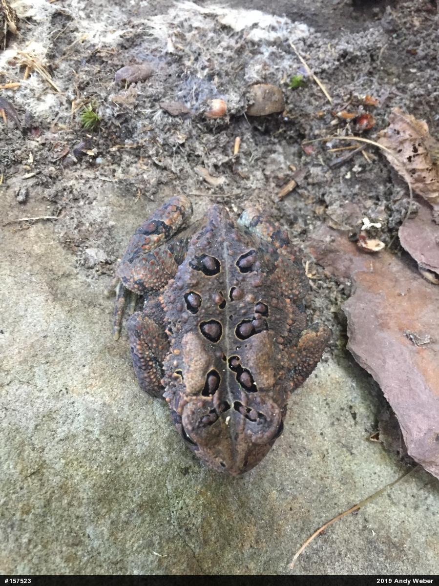Eastern American Toad