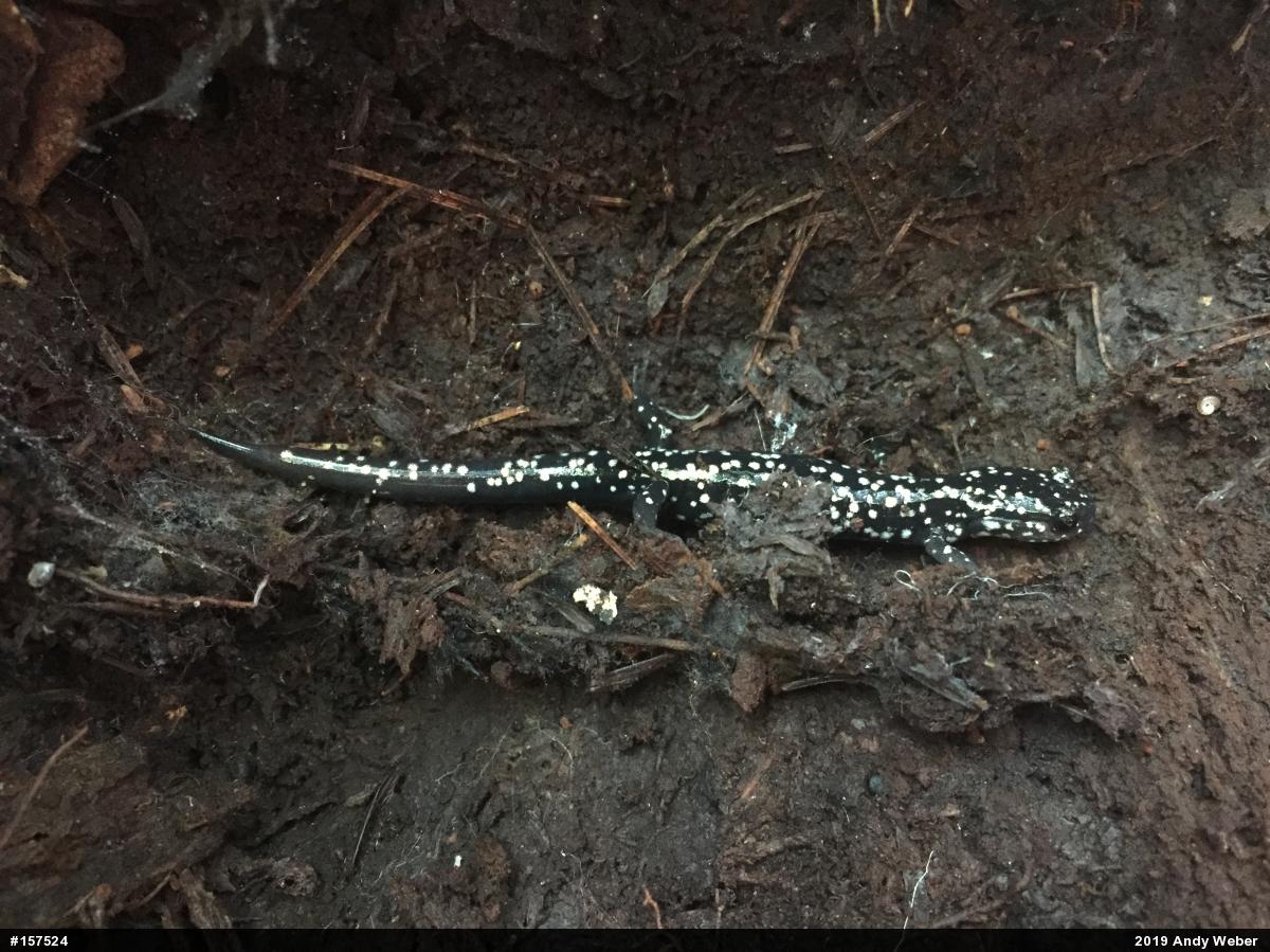 Northern Slimy Salamander