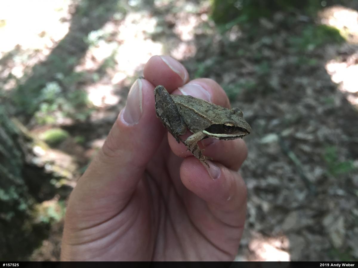 Wood Frog