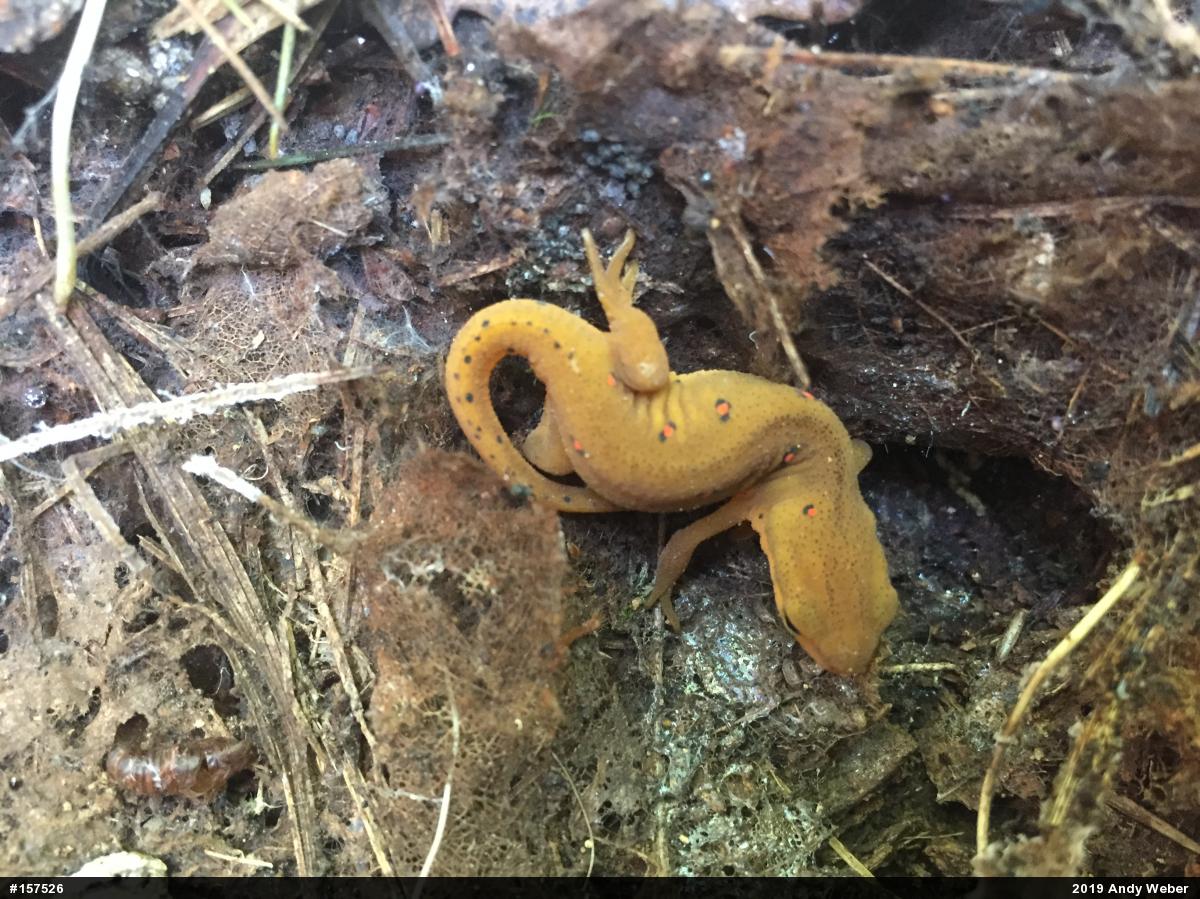 Red-spotted Newt