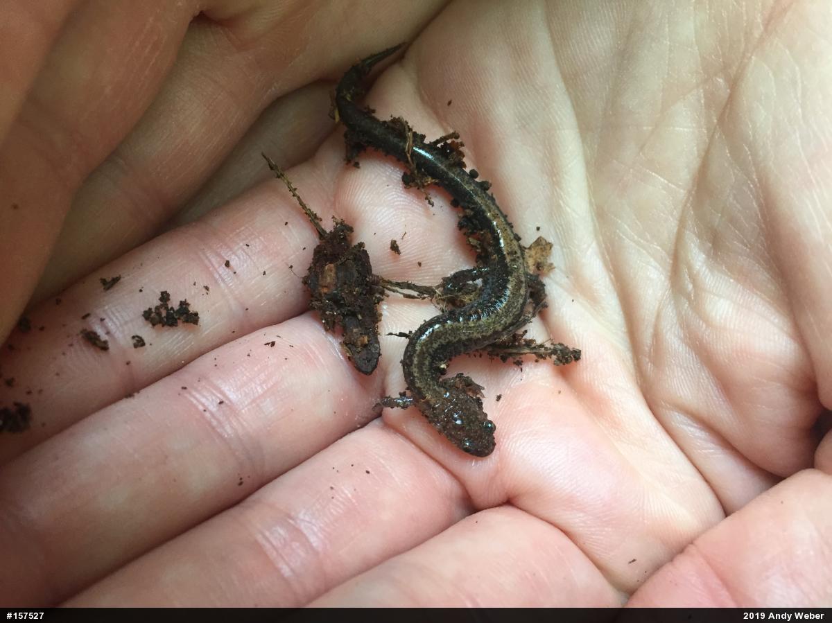 Eastern Red-backed  Salamander