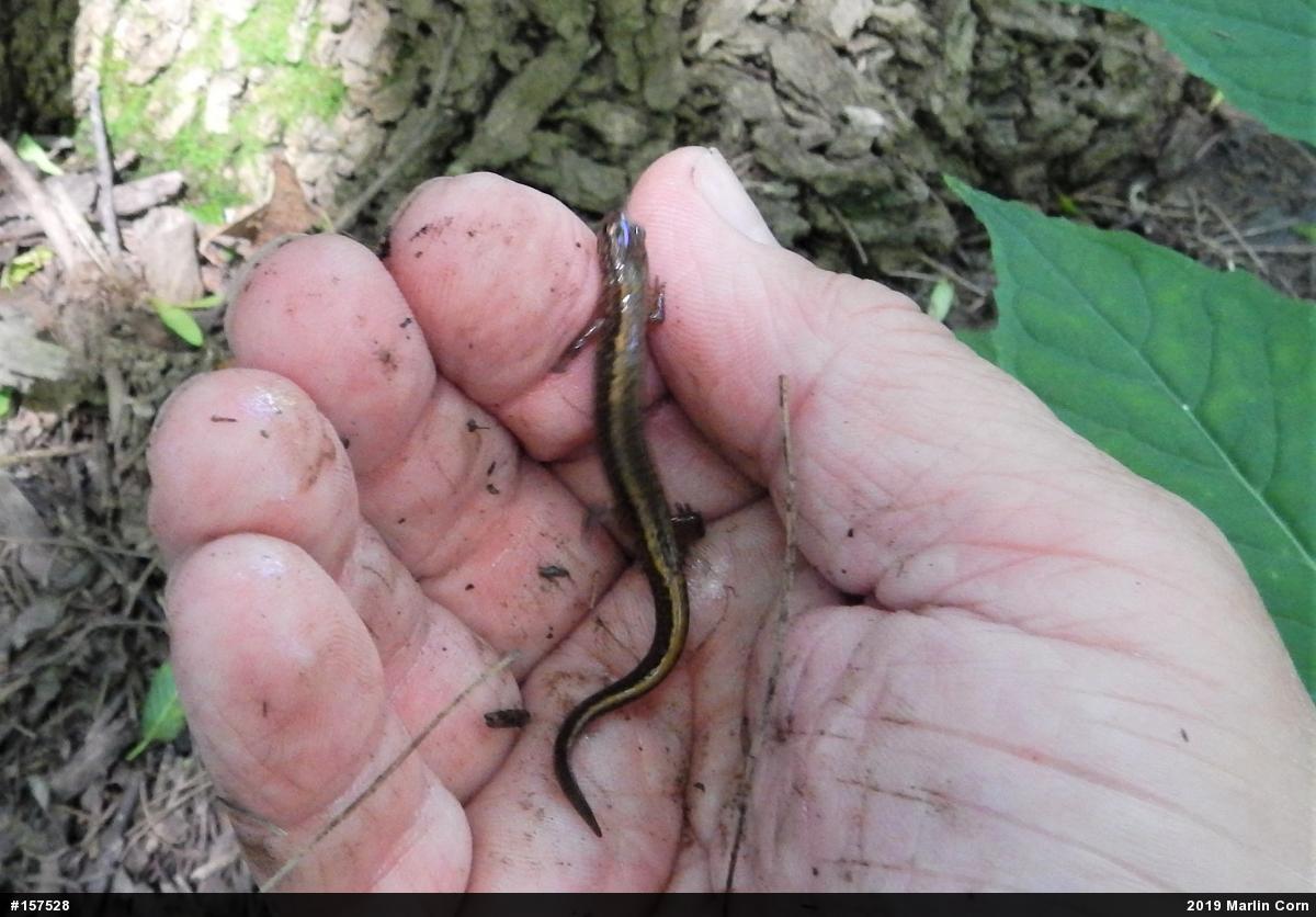 Northern Two-lined Salamander