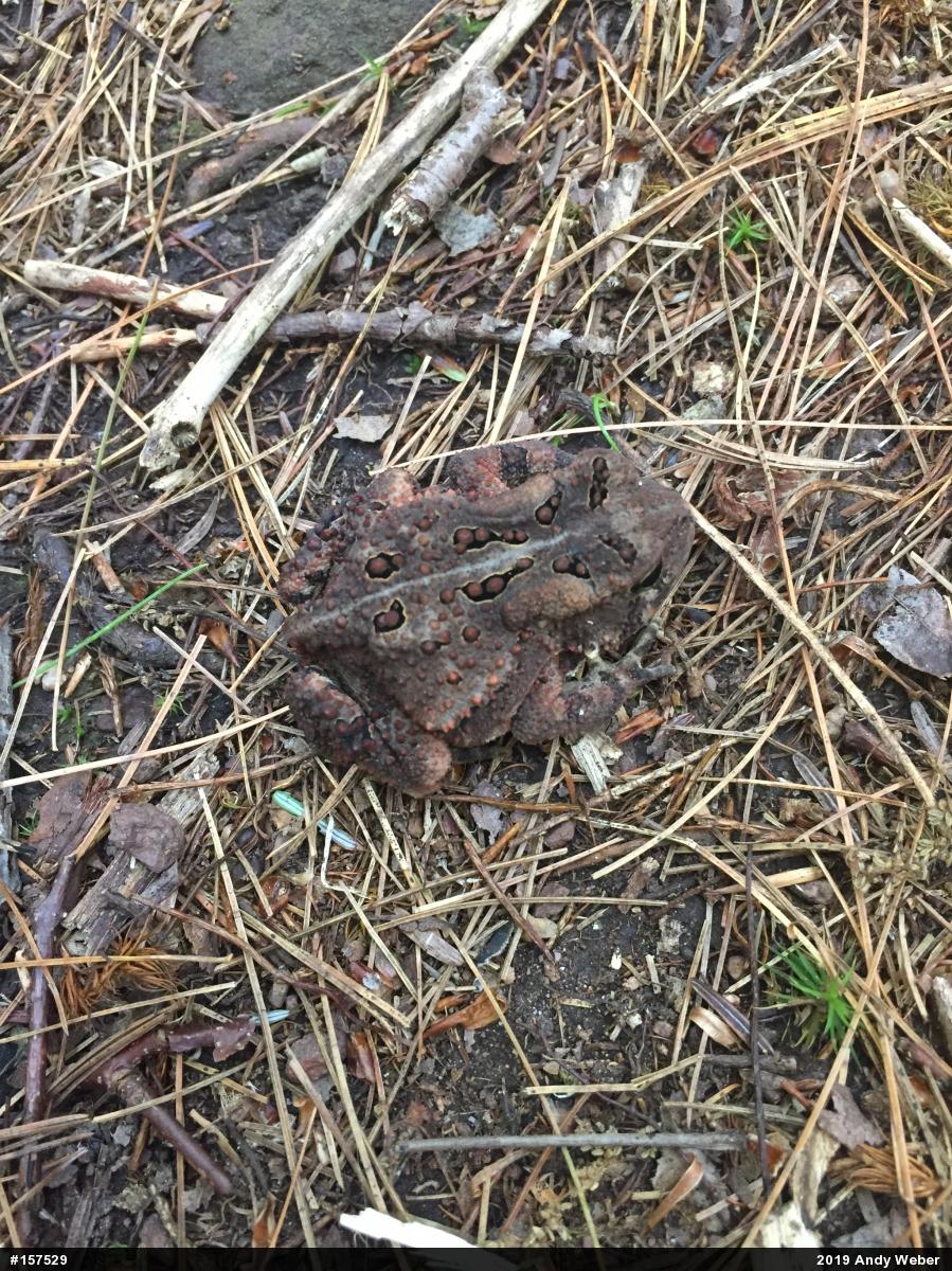 Eastern American Toad