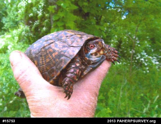 Eastern Box Turtle