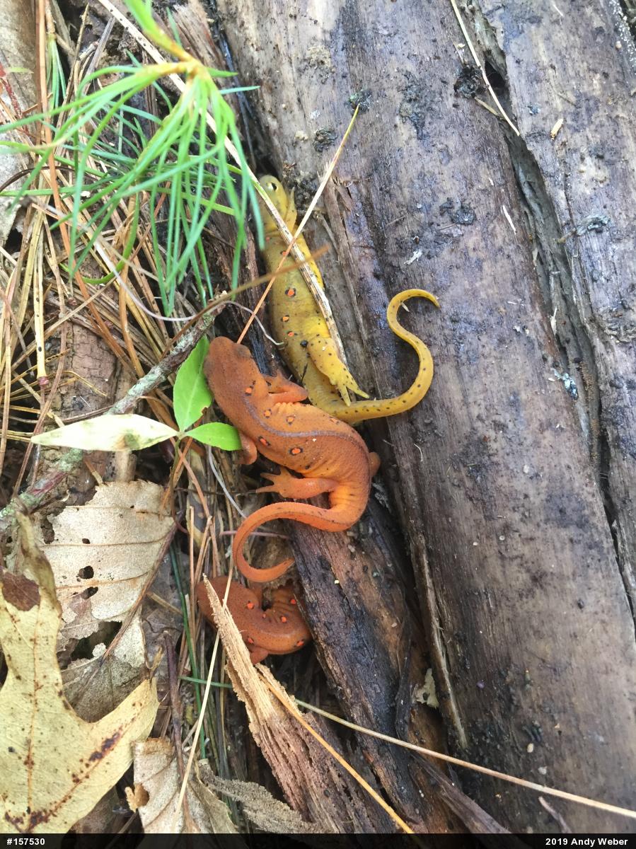 Red-spotted Newt