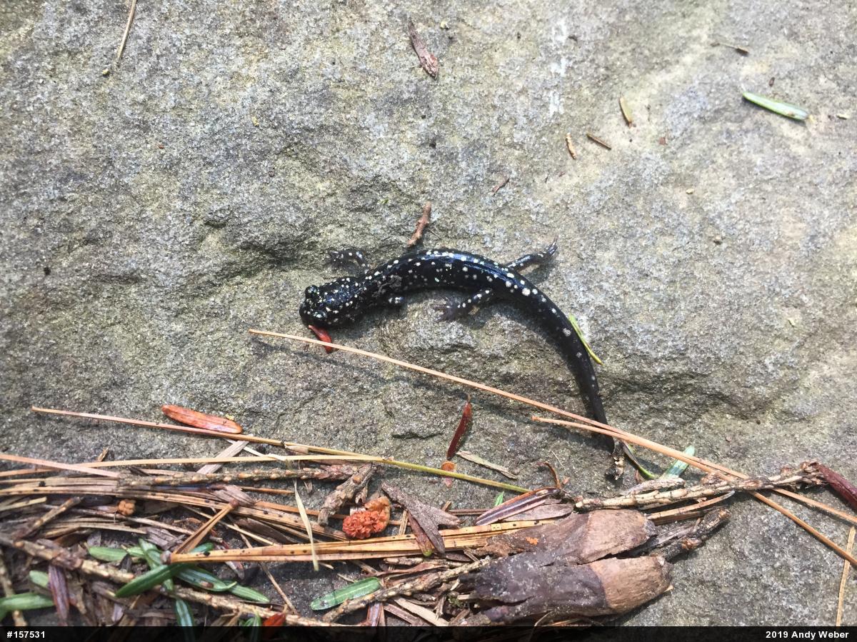 Northern Slimy Salamander