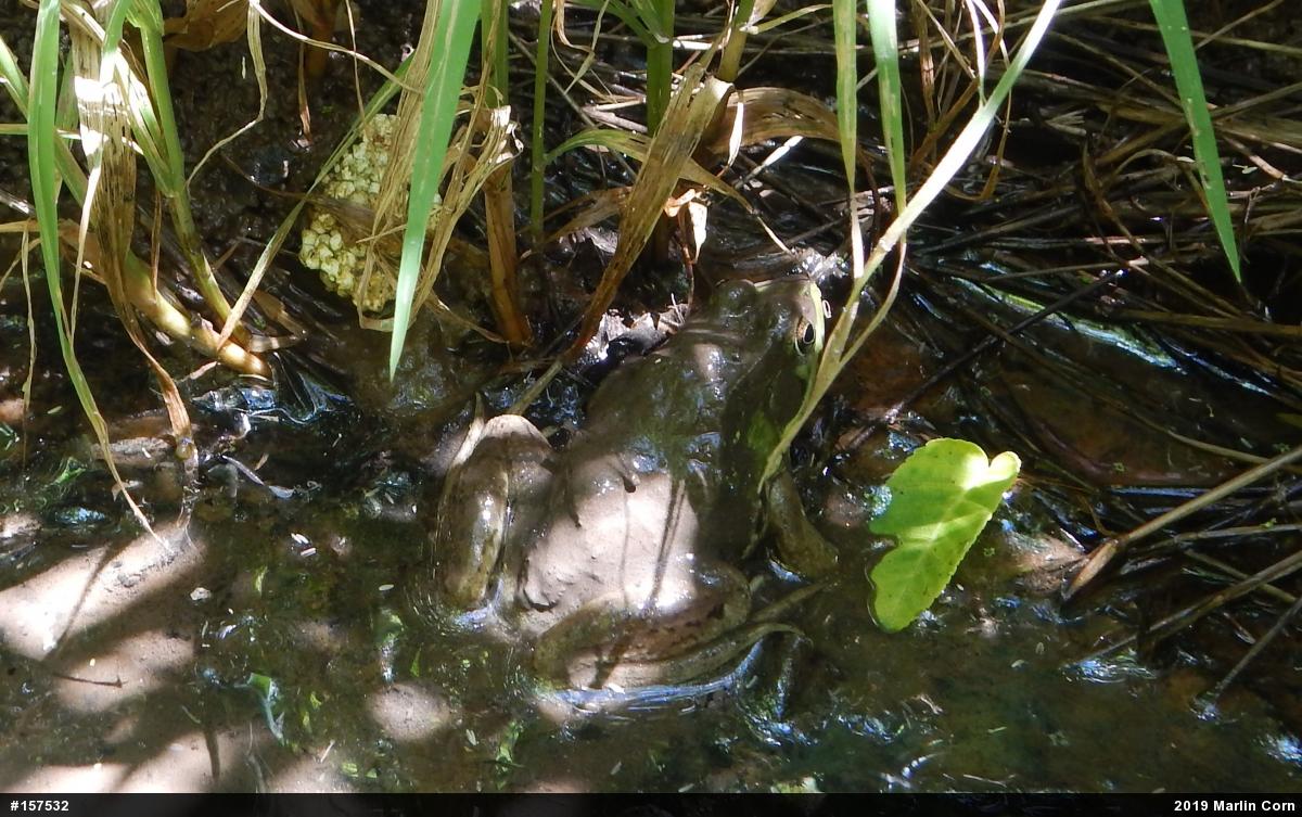 True Frogs