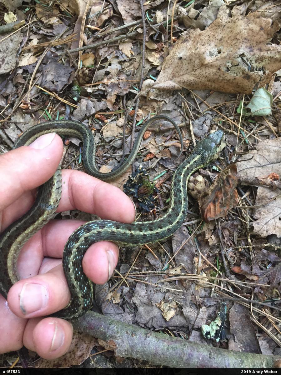Eastern Gartersnake