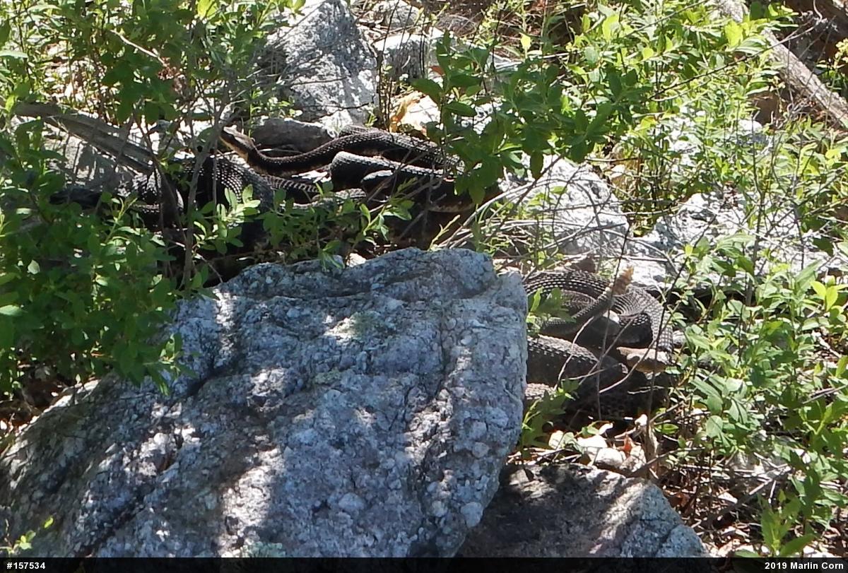 Timber Rattlesnake