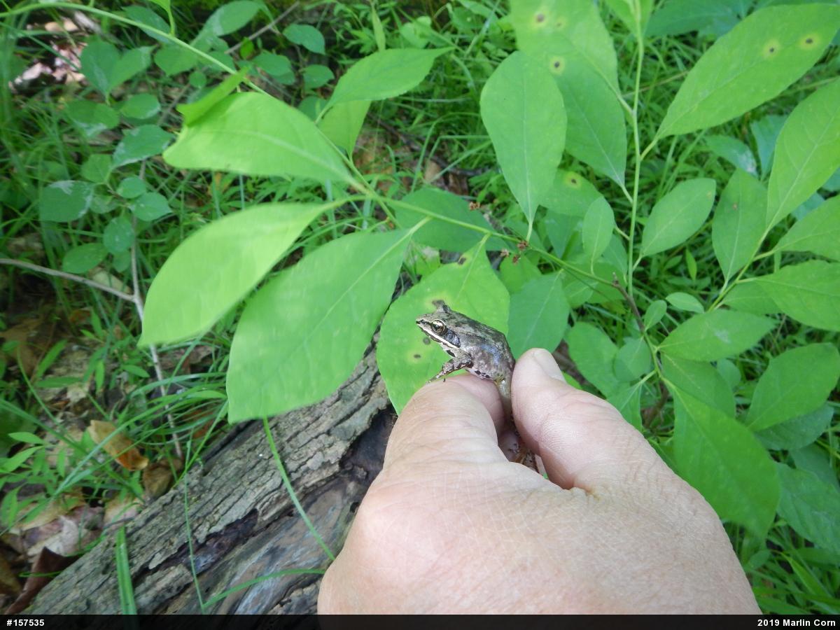 Wood Frog