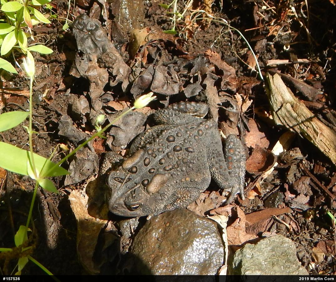 Eastern American Toad