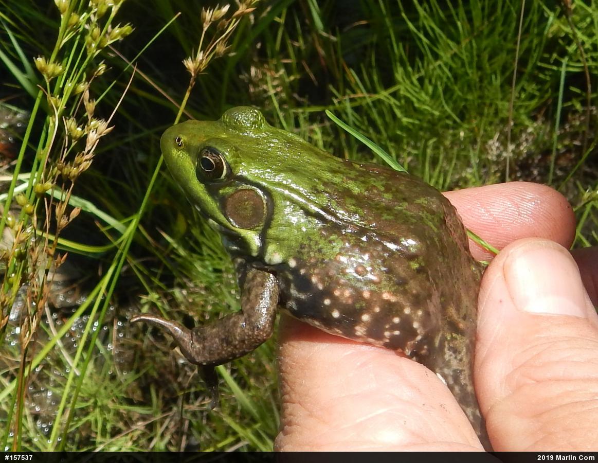 Green Frog