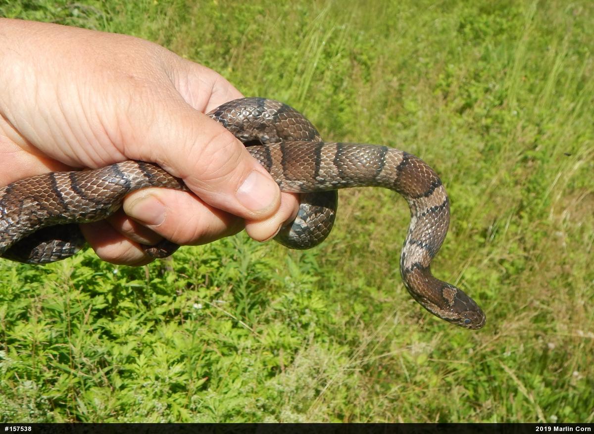 Eastern Milksnake