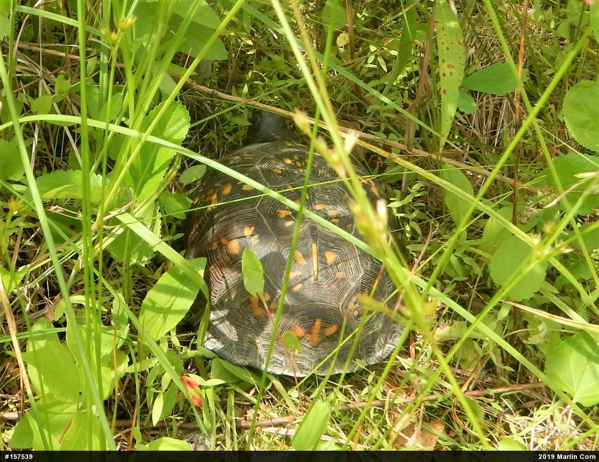 Eastern Box Turtle