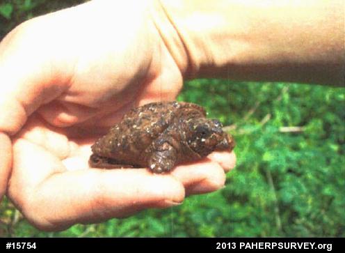 Snapping Turtle