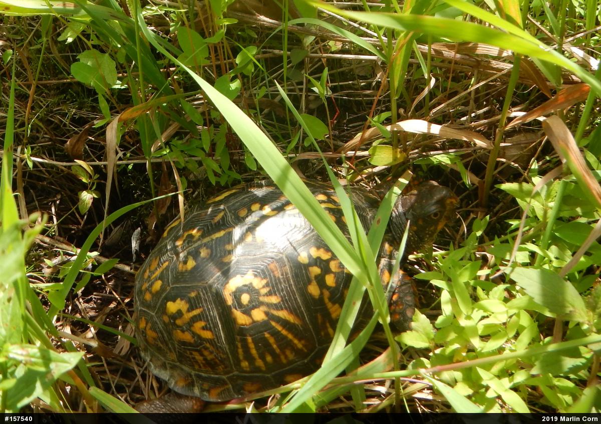 Eastern Box Turtle
