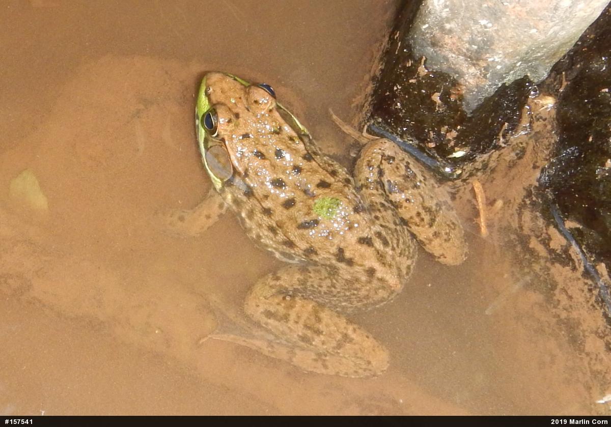 Green Frog