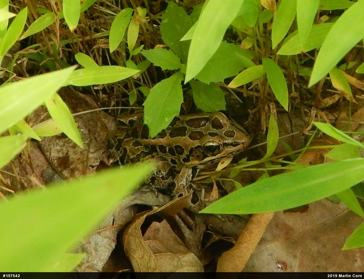 Pickerel Frog