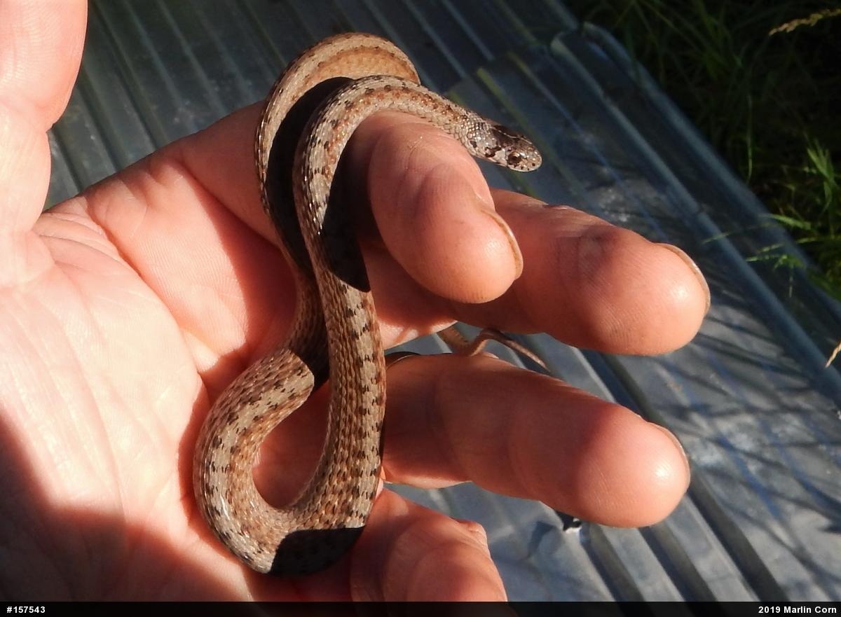 Dekay's Brownsnake