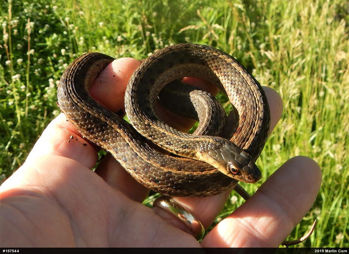 Eastern Gartersnake