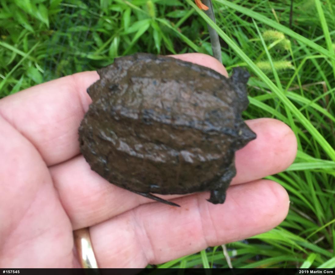 Snapping Turtle