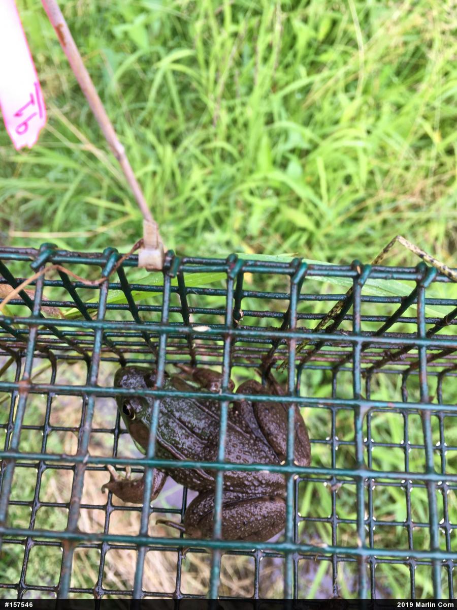 Green Frog