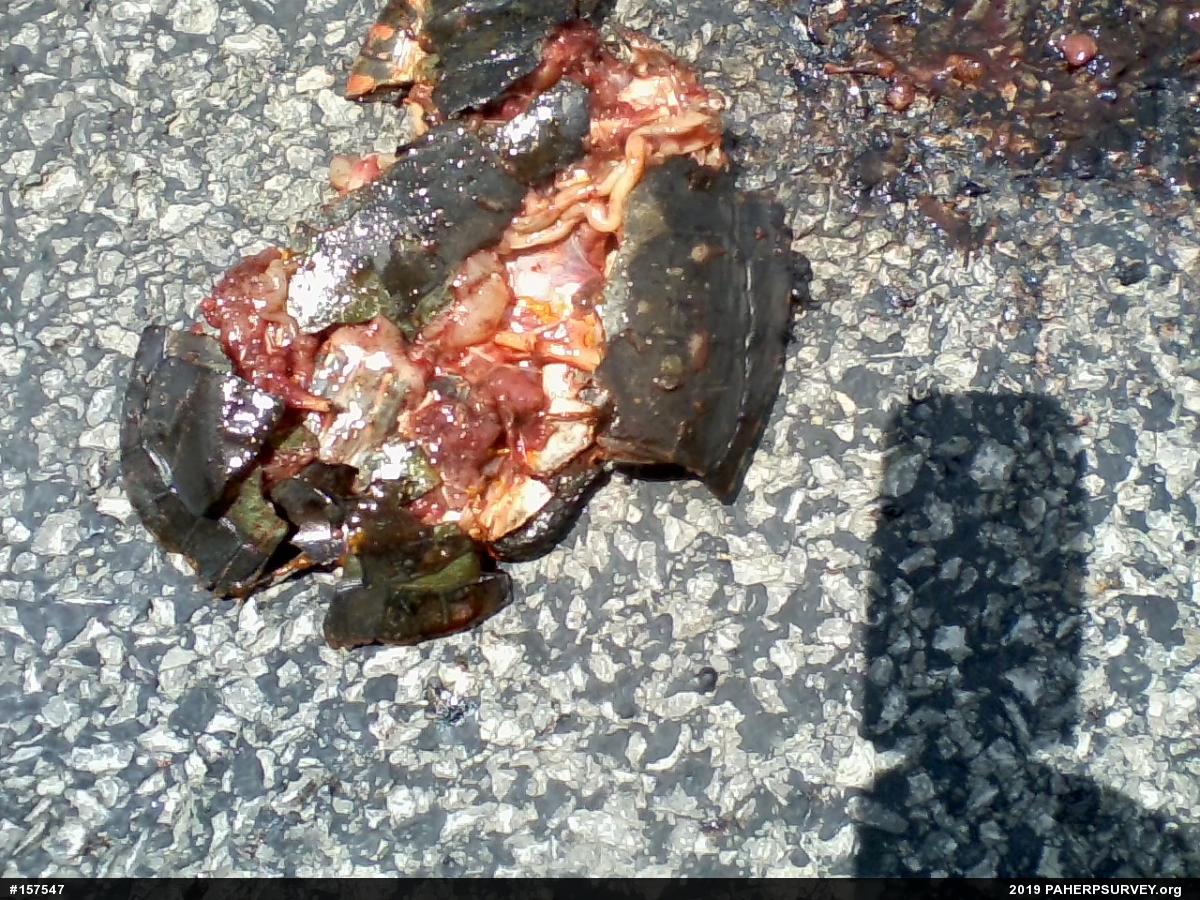 Painted Turtle