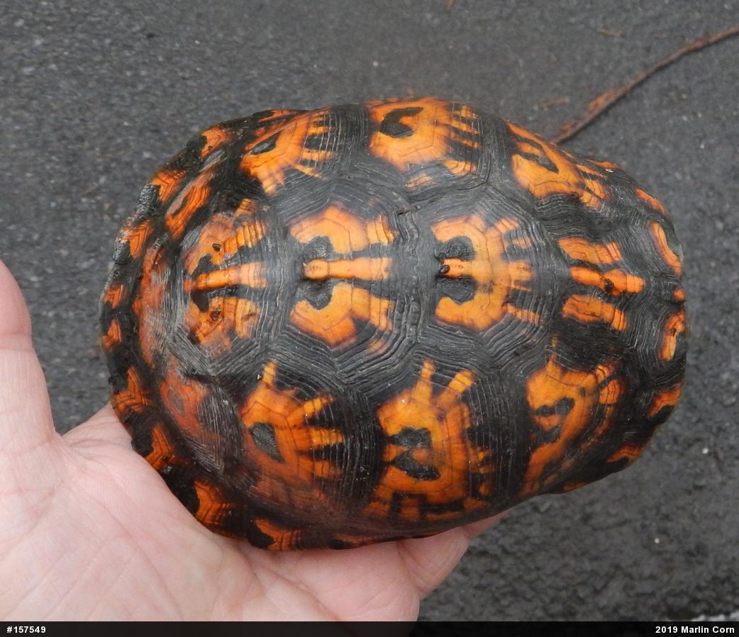 Eastern Box Turtle