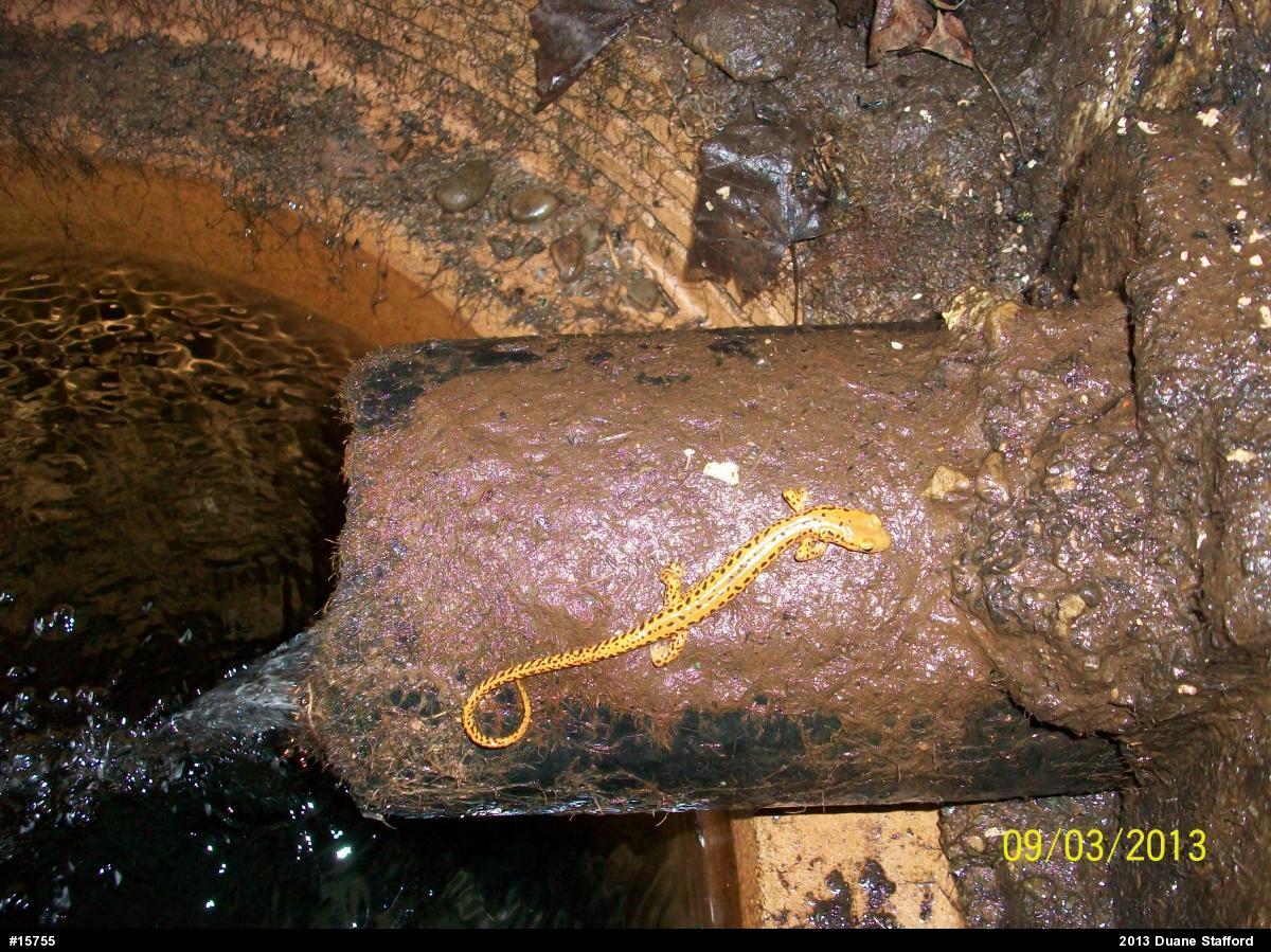 Eastern Long-tailed Salamander