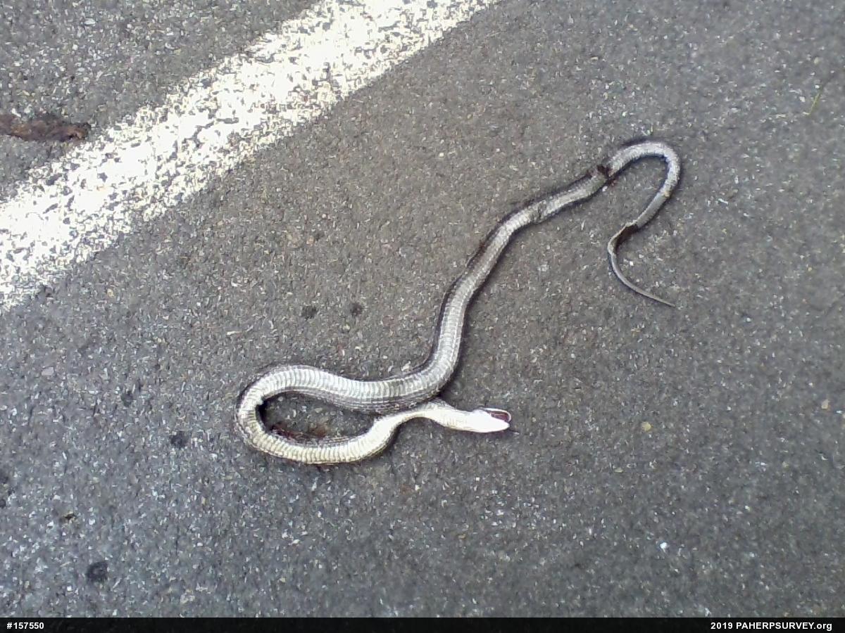 Eastern Ratsnake