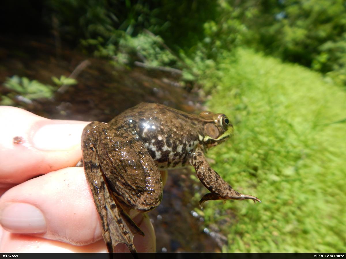 Green Frog