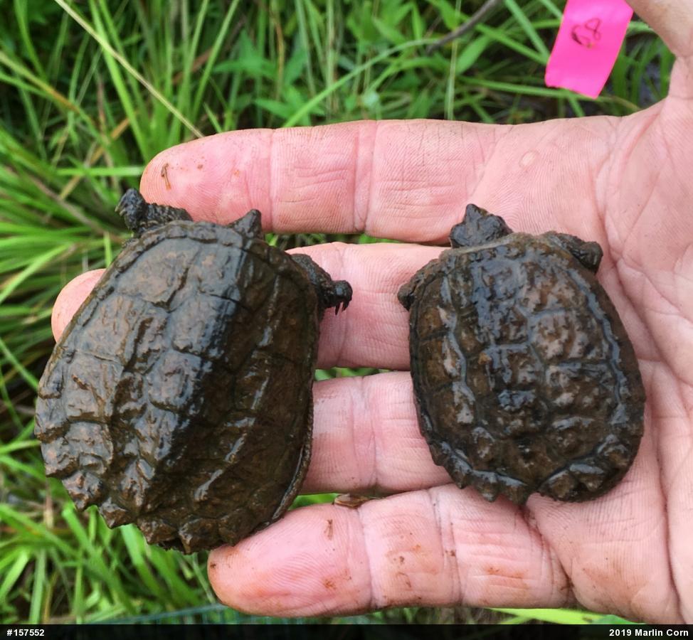 Snapping Turtle