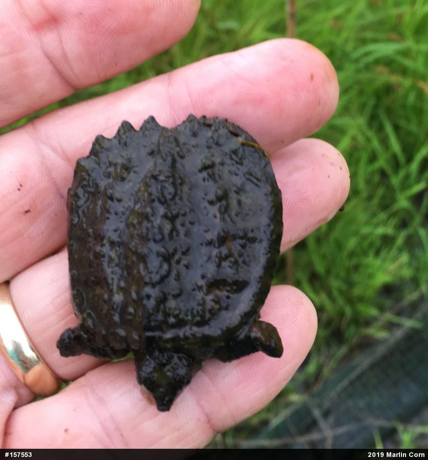 Snapping Turtle