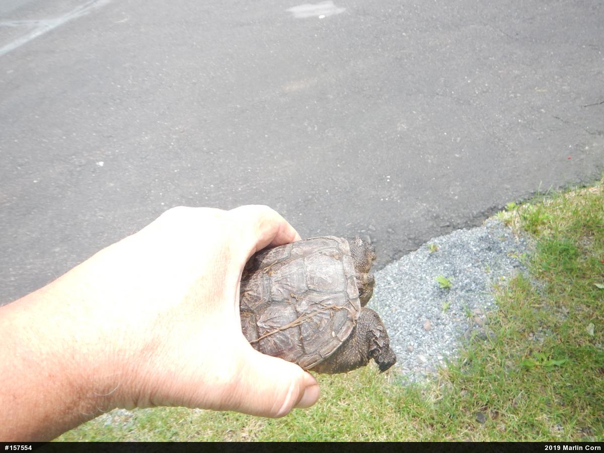 Snapping Turtle