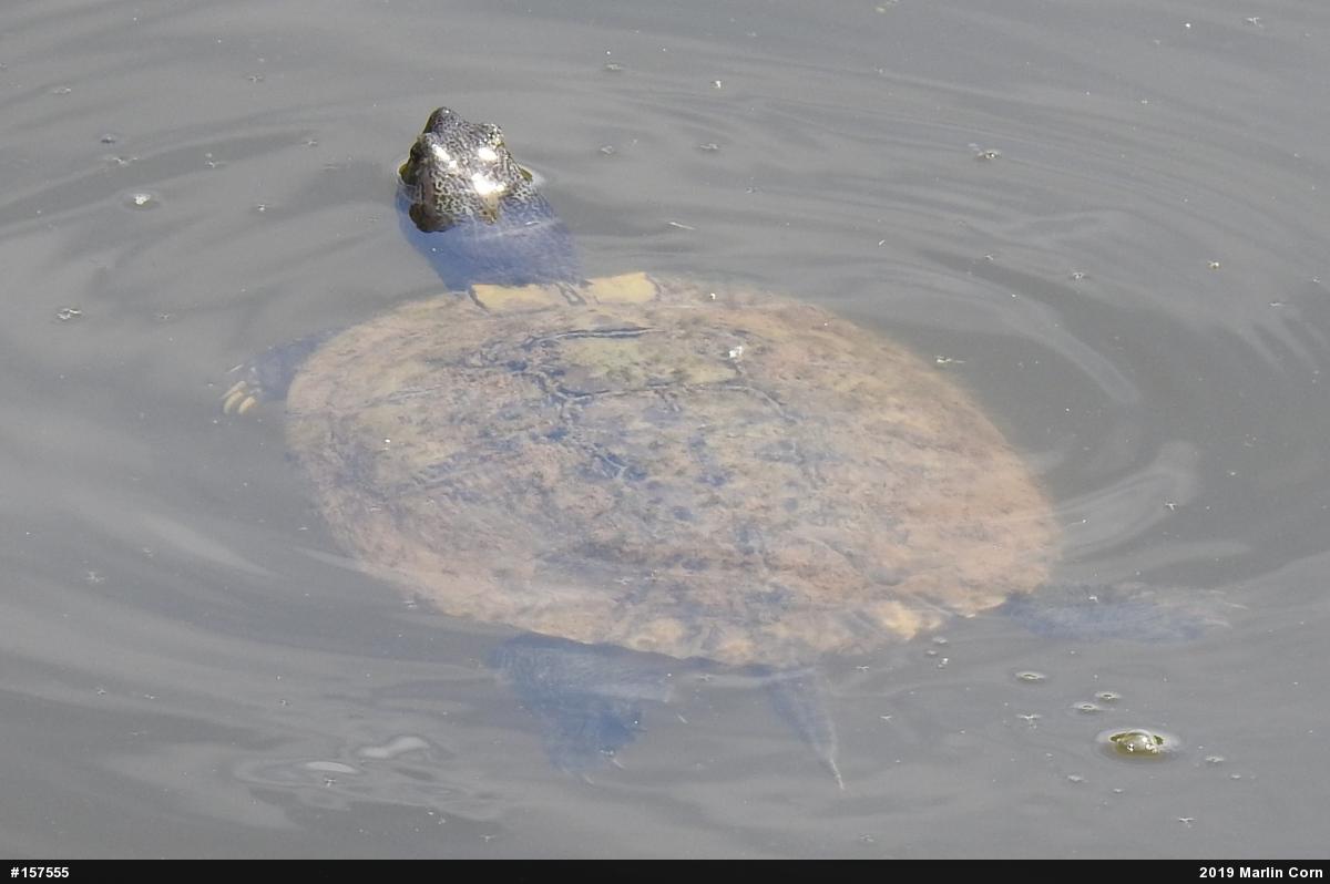 Red-eared Slider