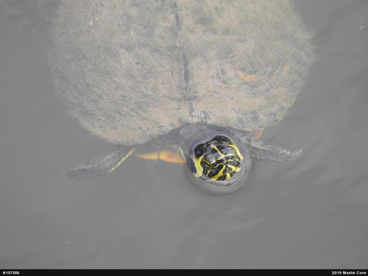 Yellow-bellied Slider