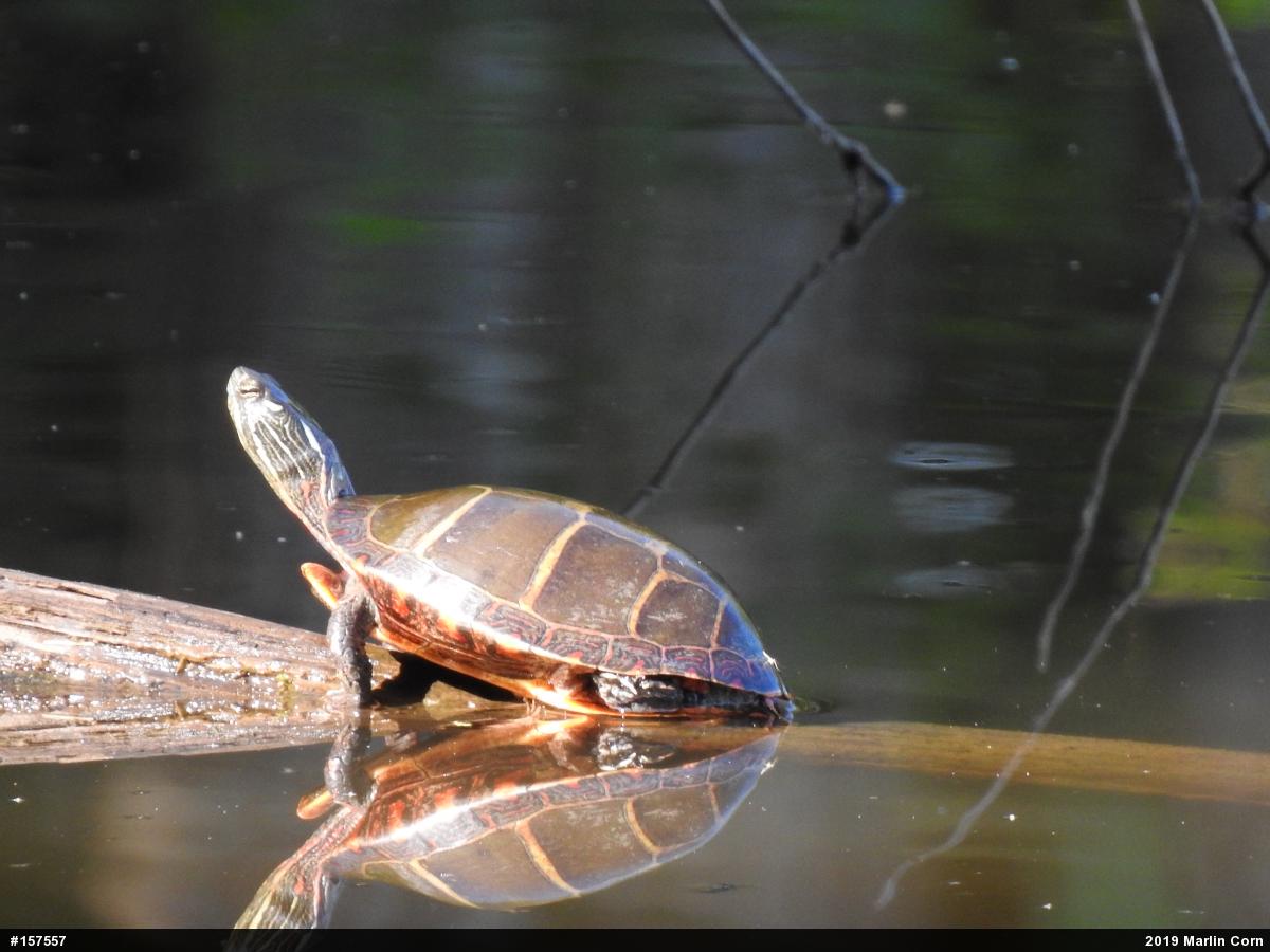 Eastern Painted Turtle