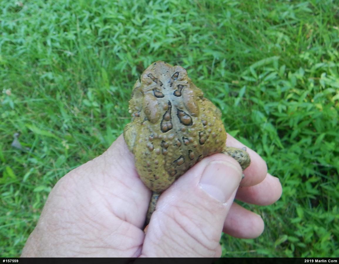 Eastern American Toad