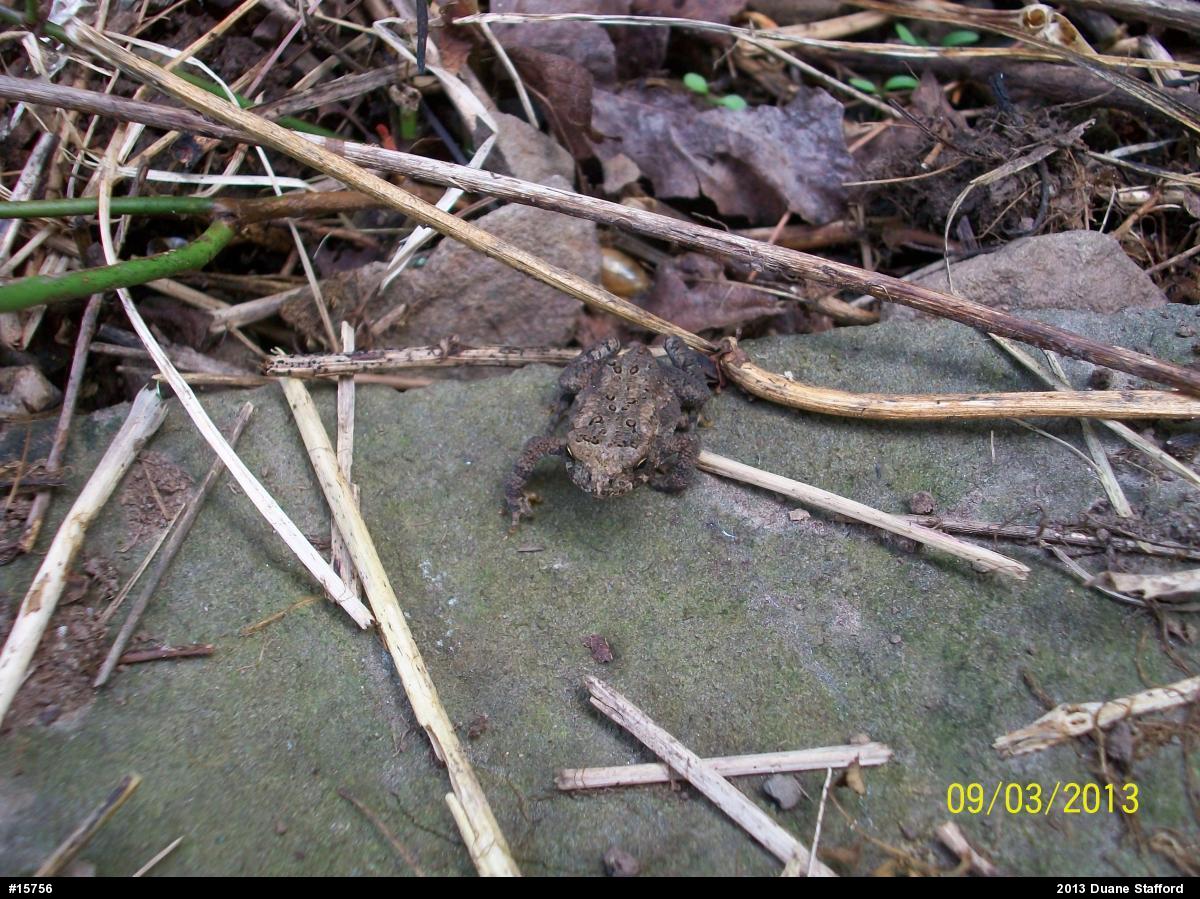 Eastern American Toad