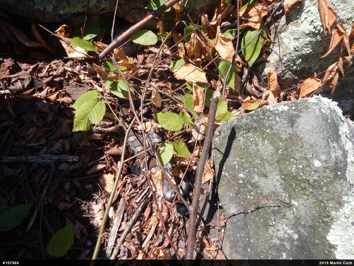 Eastern Milksnake